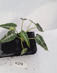 Alocasia Amazonica  bambino Variegata - Bare Bottom Baby - SALE