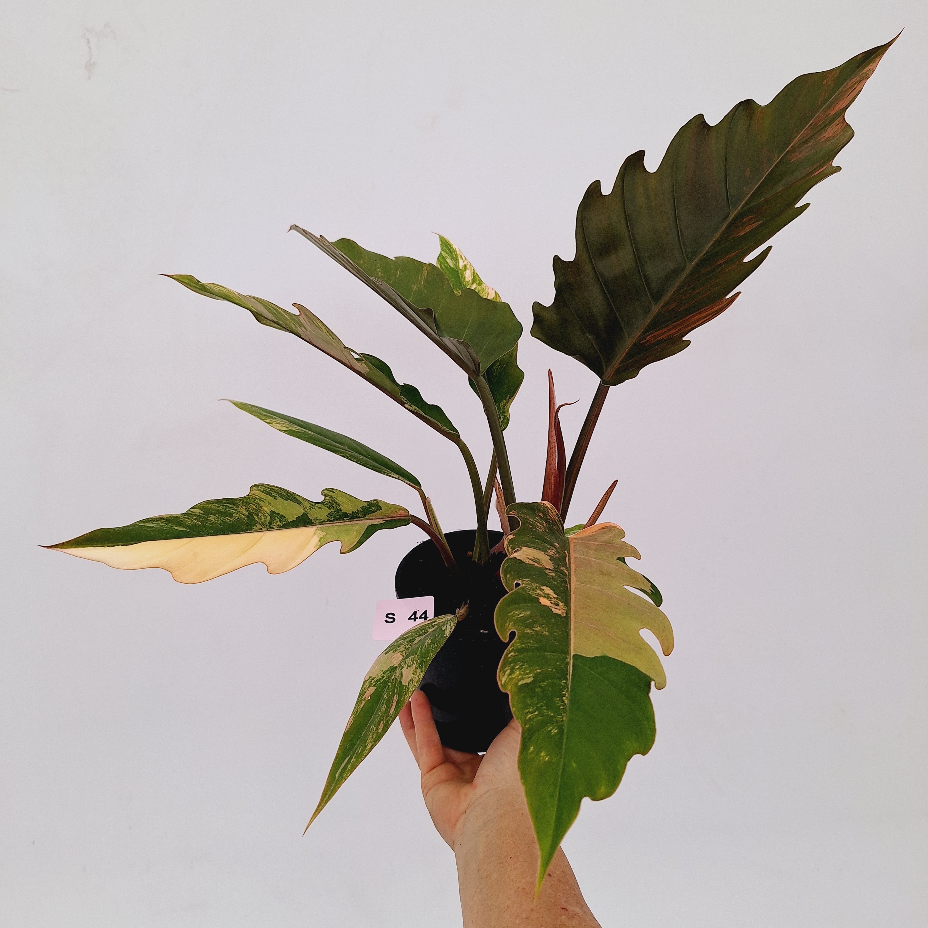 Philodendron serratum Caramel Marble