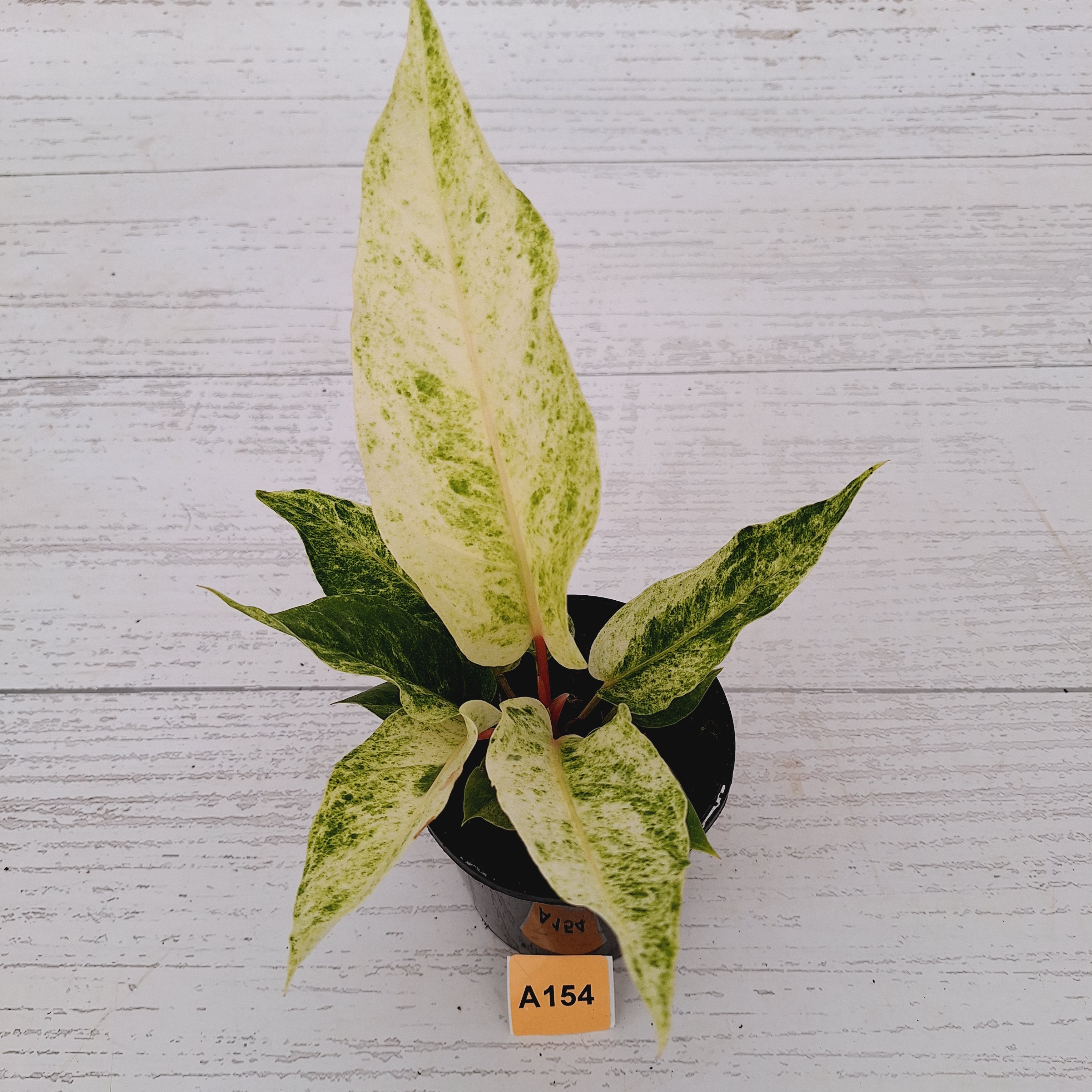 Anthurium Hookeri NOID