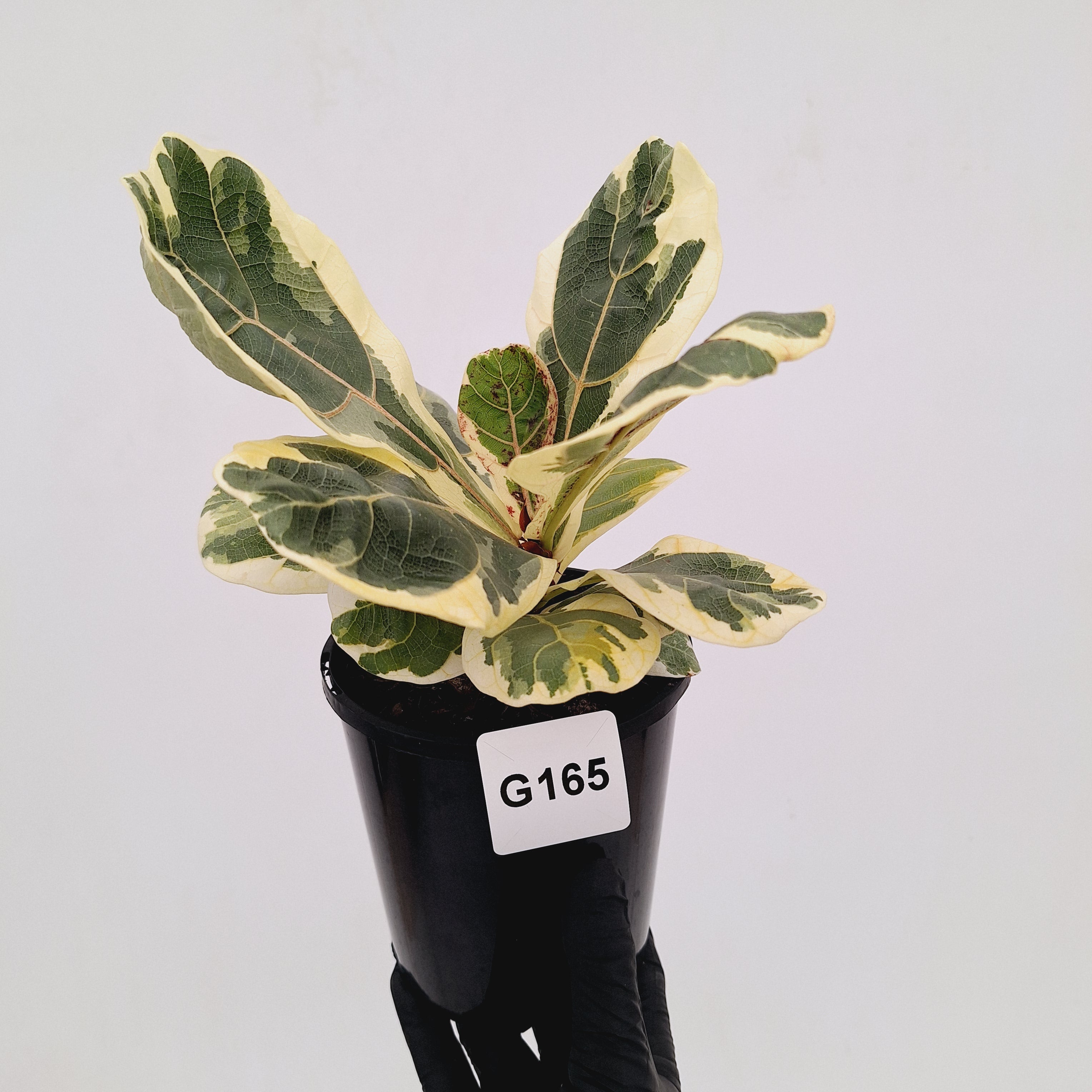 Ficus lyrata Variegata