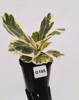 Ficus lyrata Variegata