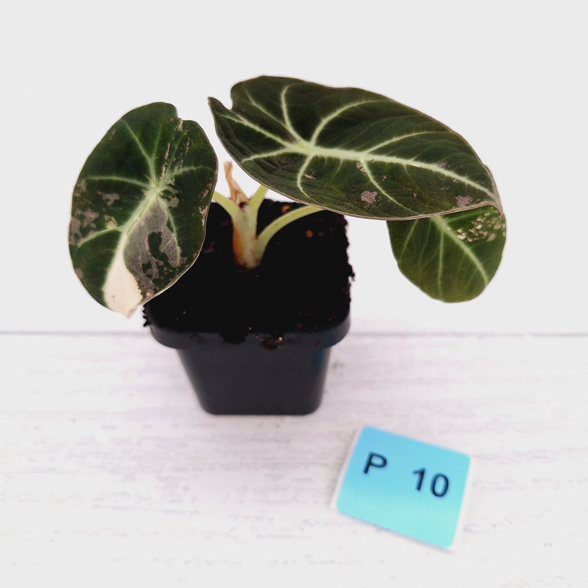 Alocasia reginula 'Black Velvet variegata'