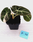 Alocasia reginula 'Black Velvet variegata'