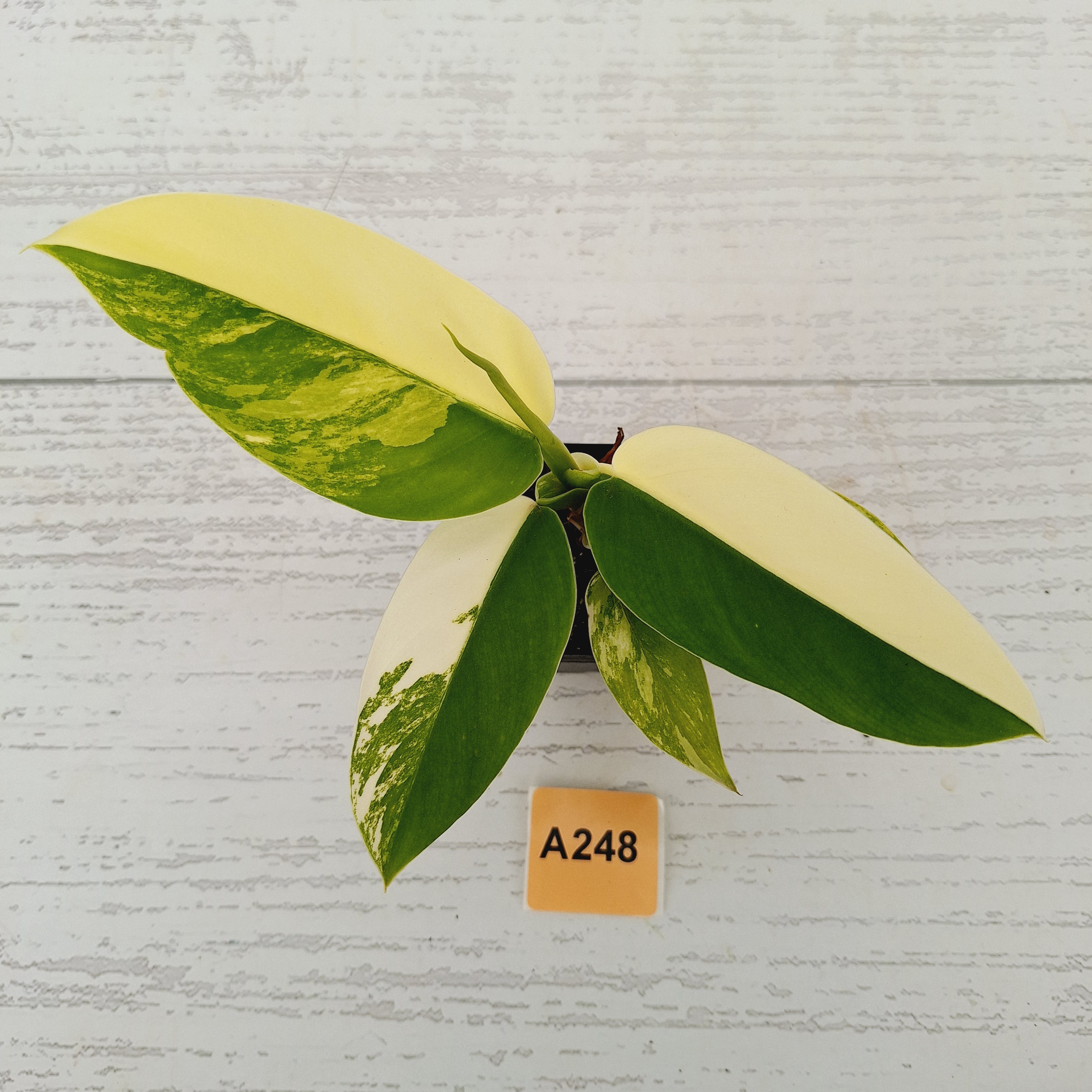 Philodendron imperial green variegata