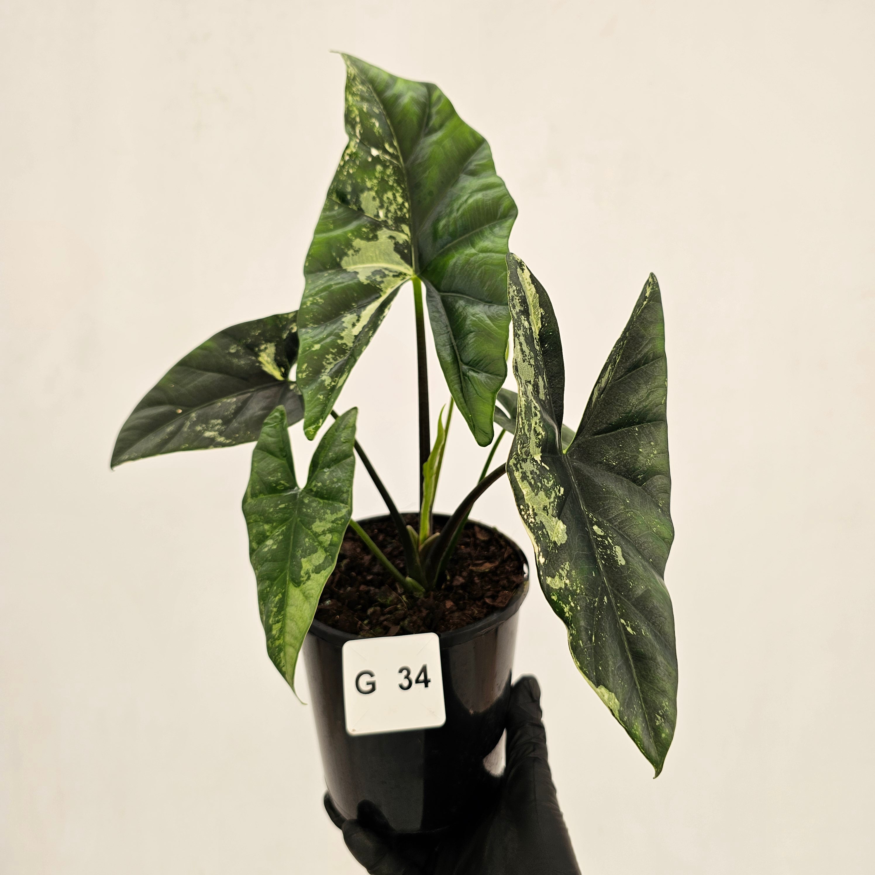 Alocasia ‘Simpo Albo’ Variegata - SALE