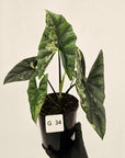Alocasia ‘Simpo Albo’ Variegata - SALE