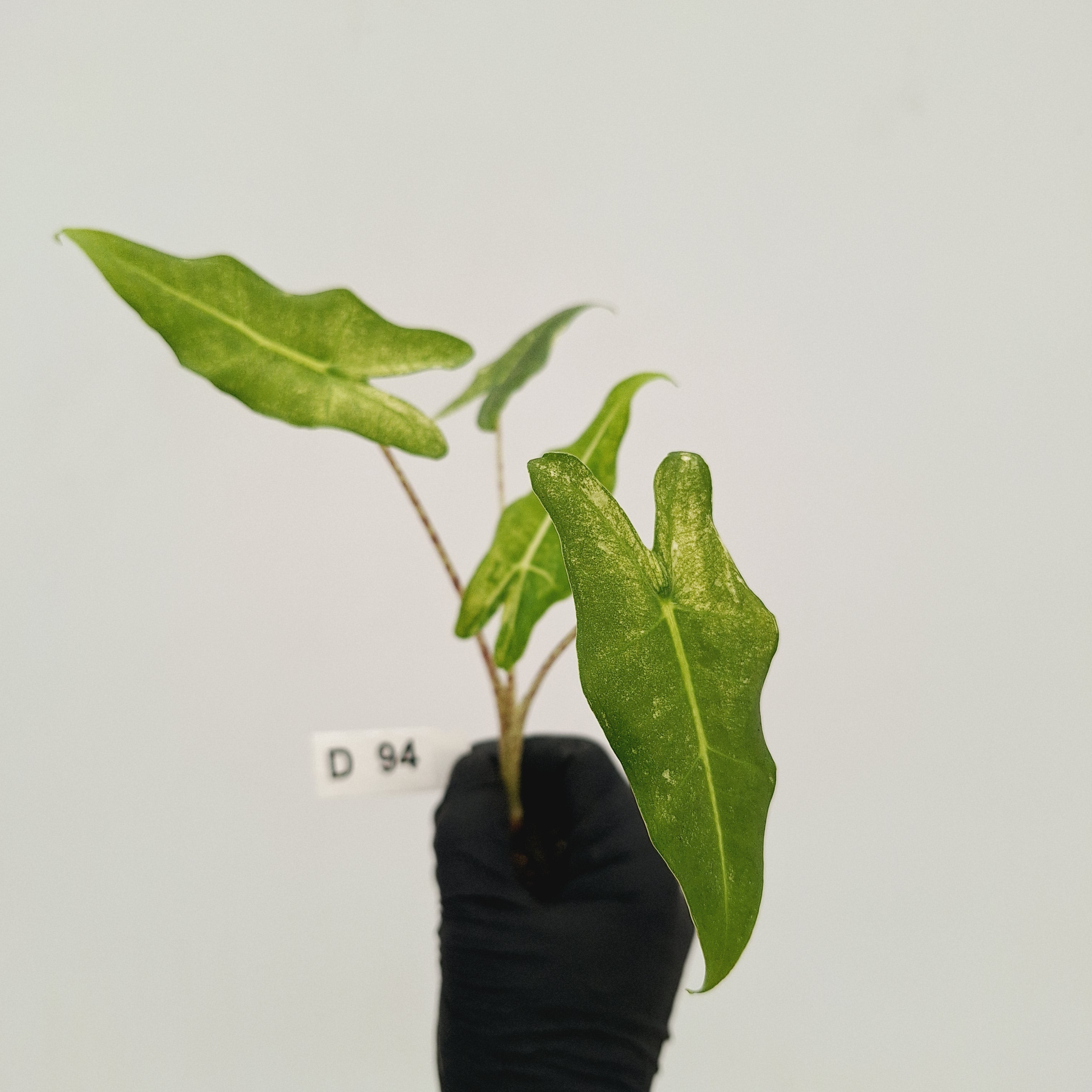 Alocasia sarian variegata -Bare Bottom Baby
