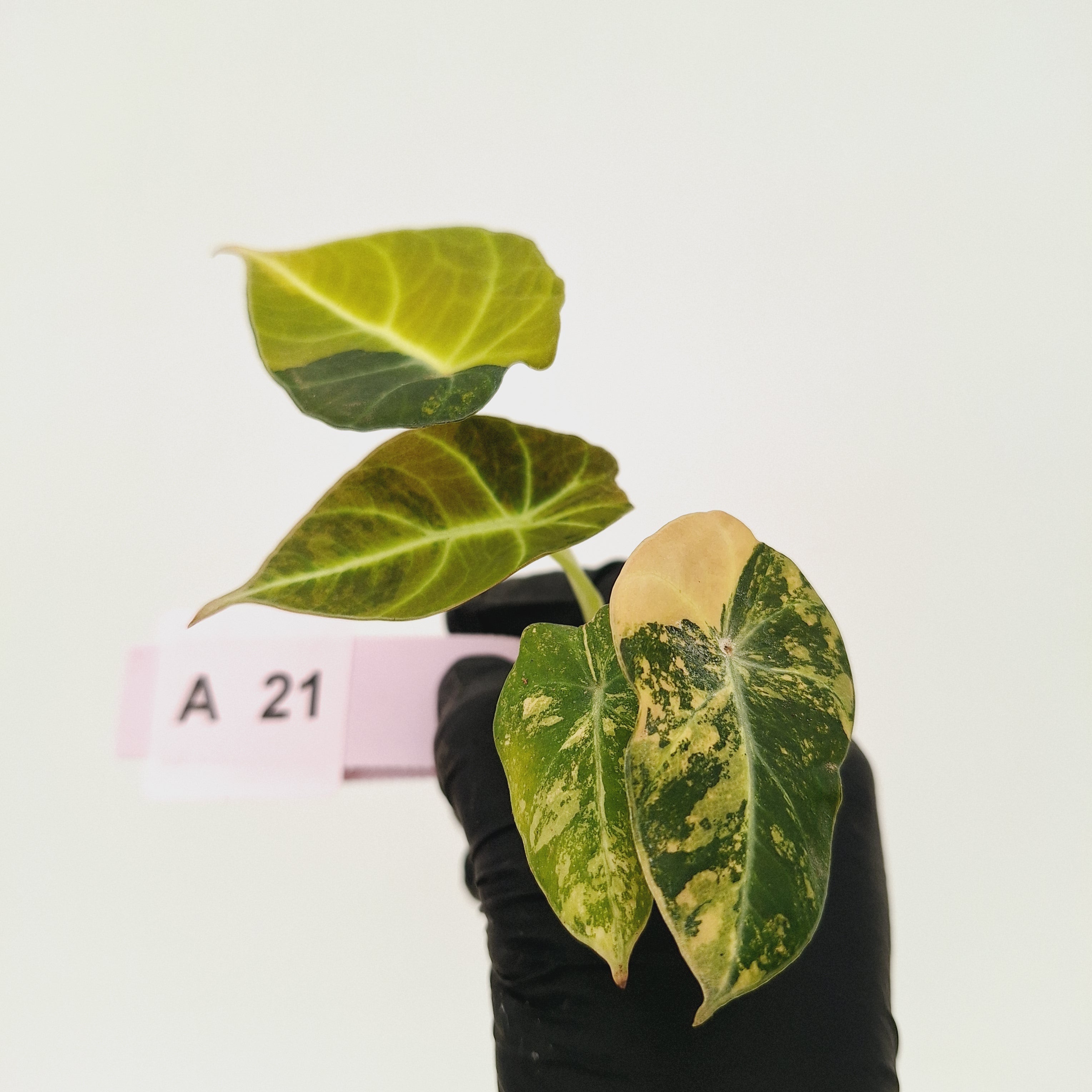 Alocasia reginula 'Black Velvet variegata'- Bare Bottom Baby