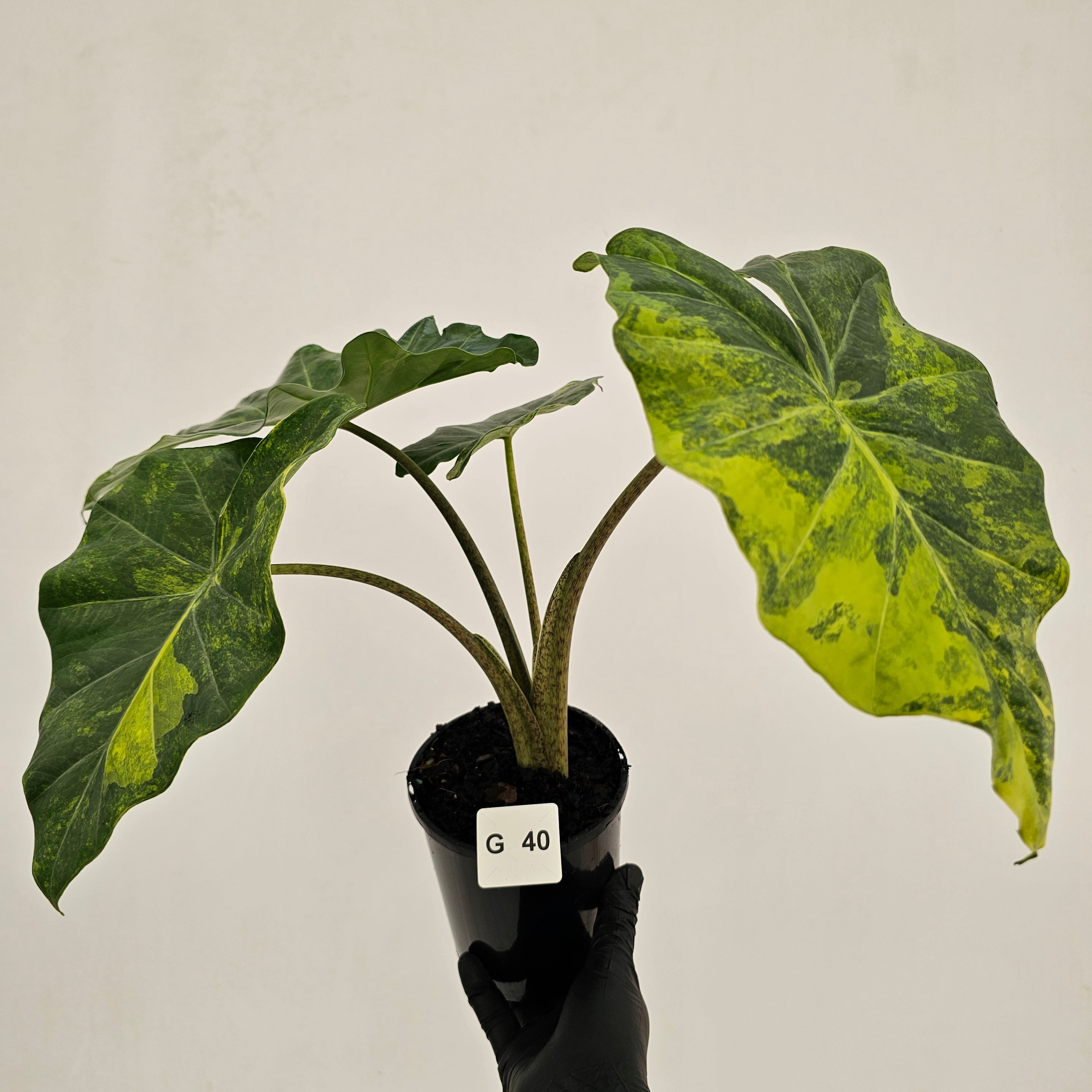 Alocasia Portora Variegata - SALE