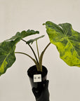 Alocasia Portora Variegata - SALE