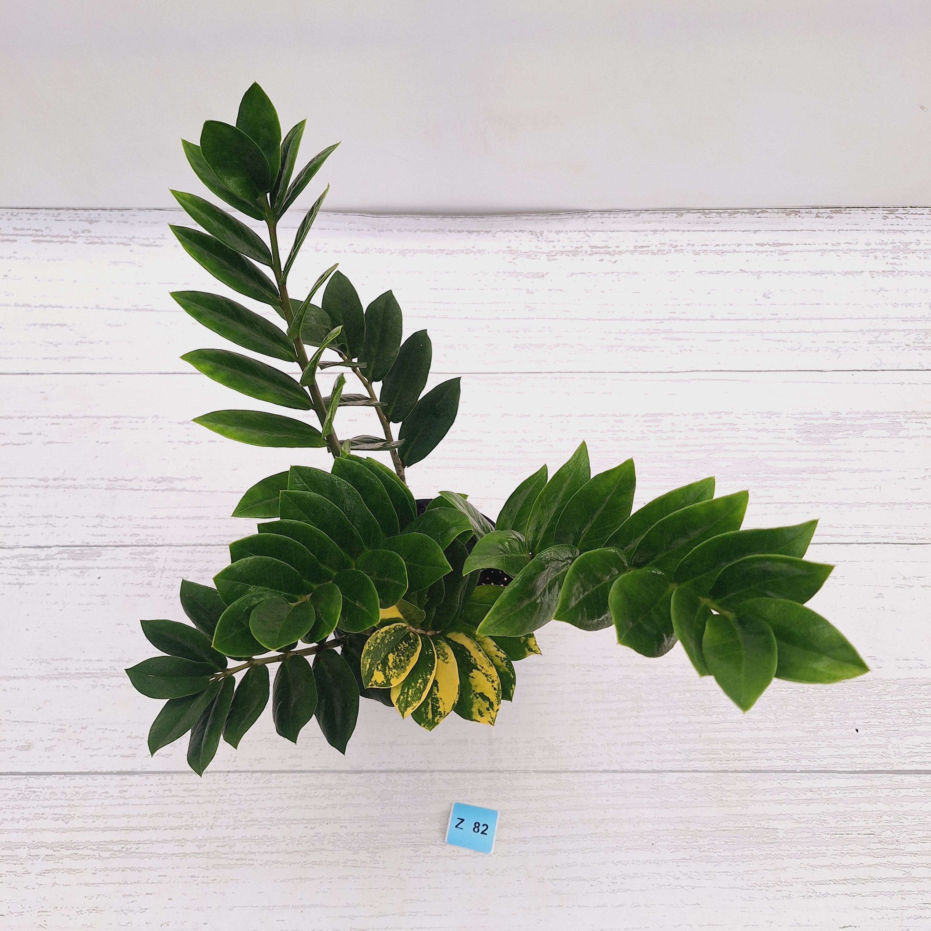 Zamioculcas zamiifolia Variegated ZZ Plant