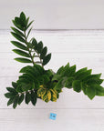 Zamioculcas zamiifolia Variegated ZZ Plant