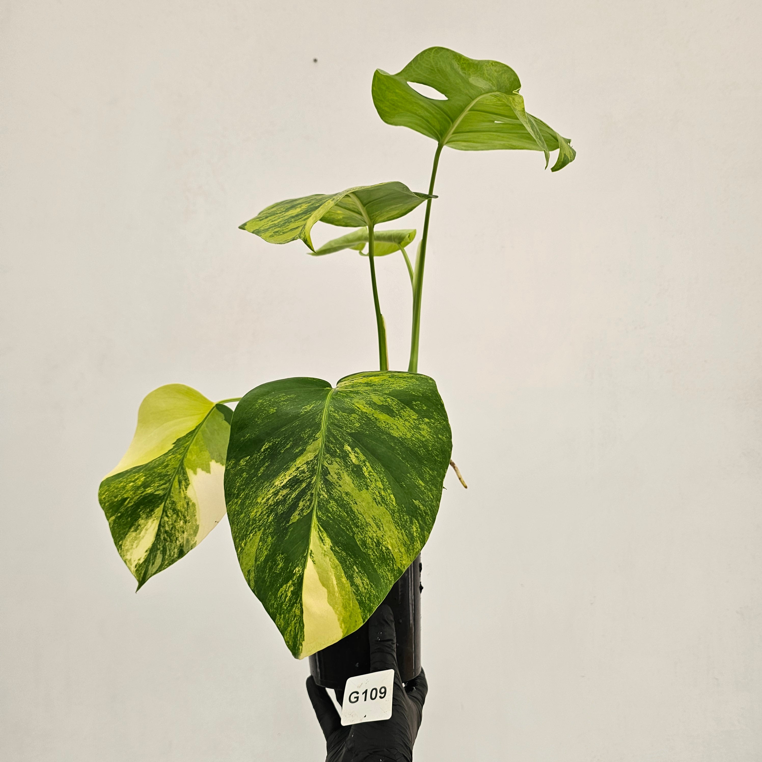 Monstera borsigiana Aurea