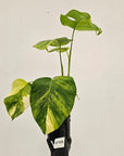 Monstera borsigiana Aurea