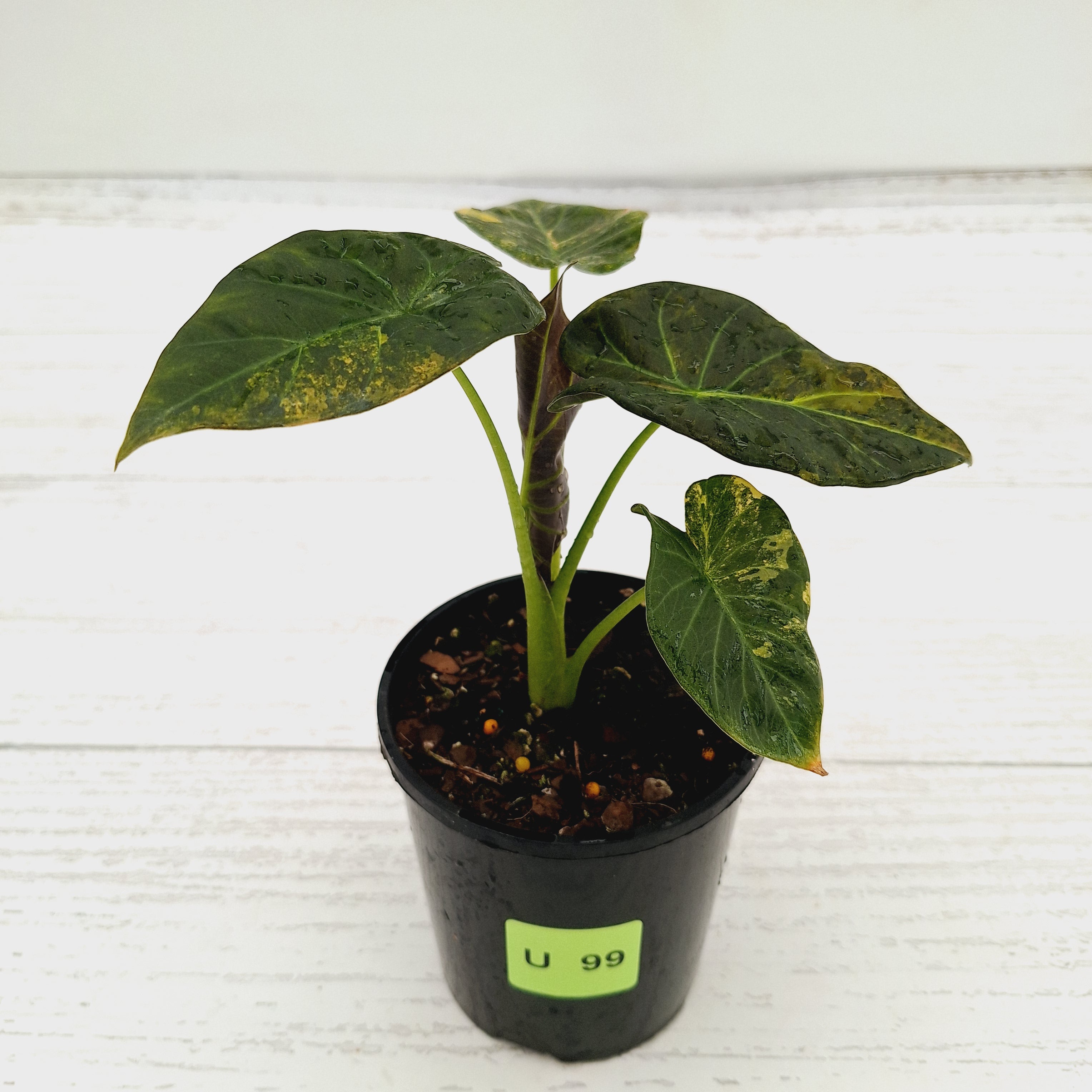Alocasia &#39;Regal Shields&#39;  variegata