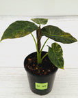 Alocasia 'Regal Shields'  variegata