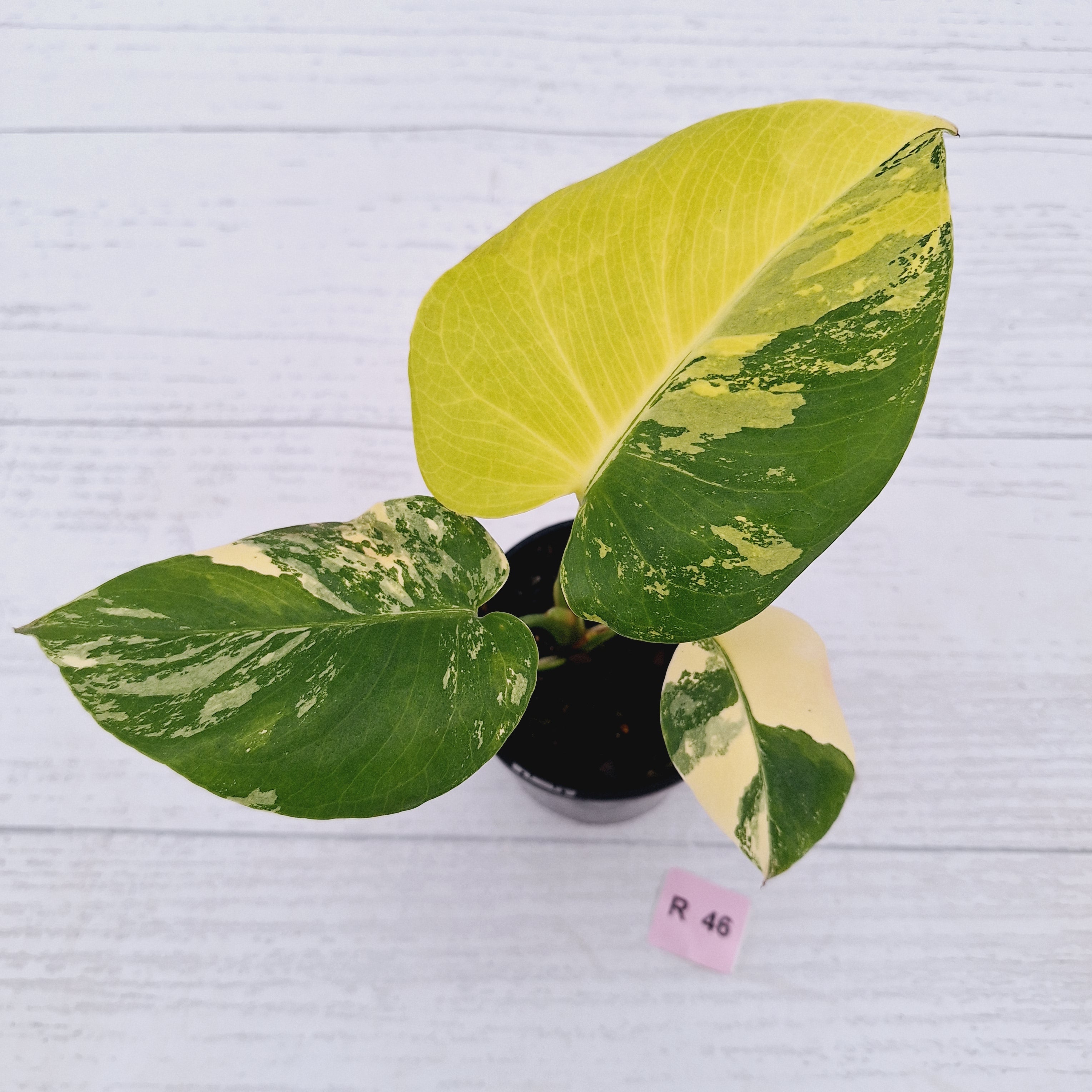 Monstera deliciosa Variegata