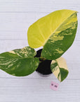 Monstera deliciosa Variegata
