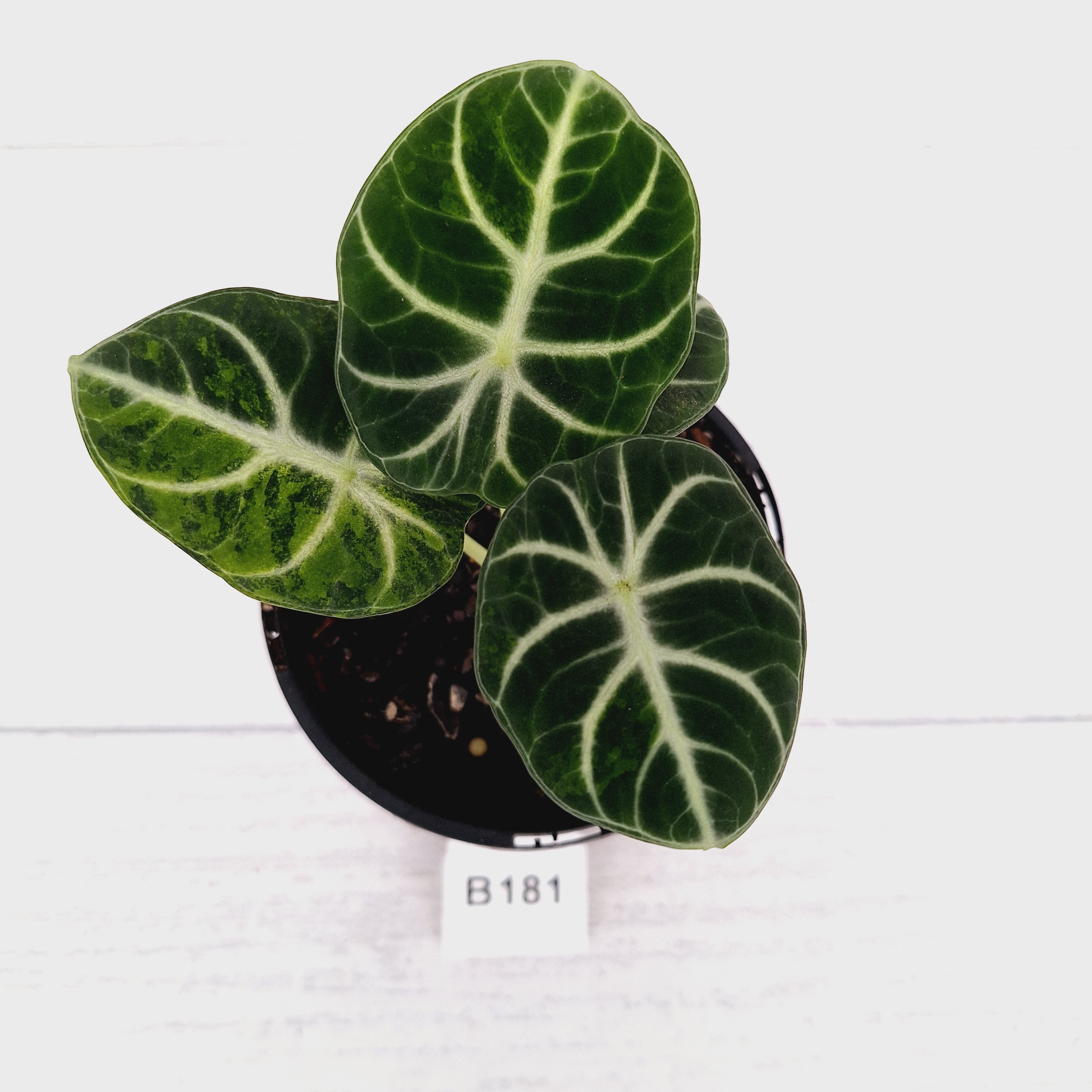 Alocasia reginula 'Ninja Variegata'
