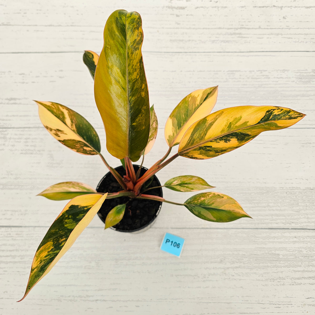 Philodendron 'Rojo Congo Variegated' 125mm - SALE