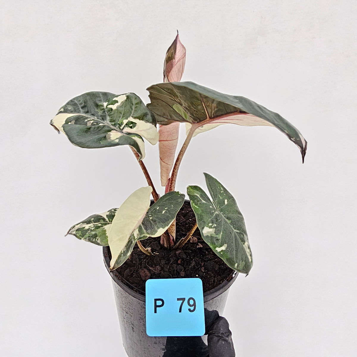 Alocasia macrorrhizos 'plumbea Variegata'