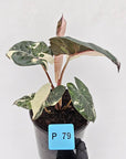 Alocasia macrorrhizos 'plumbea Variegata'
