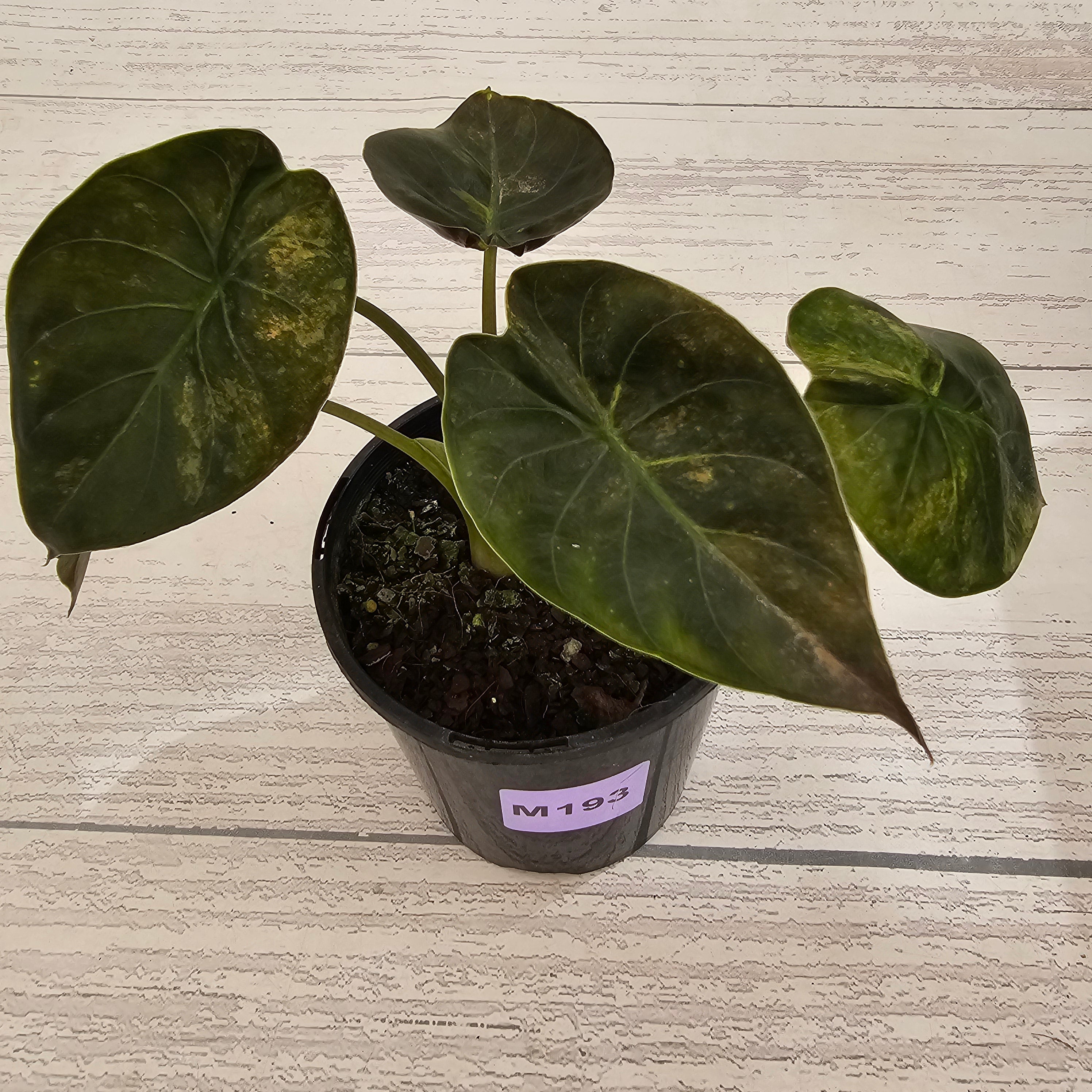 Alocasia ‘wentii’ Variegated - Sale