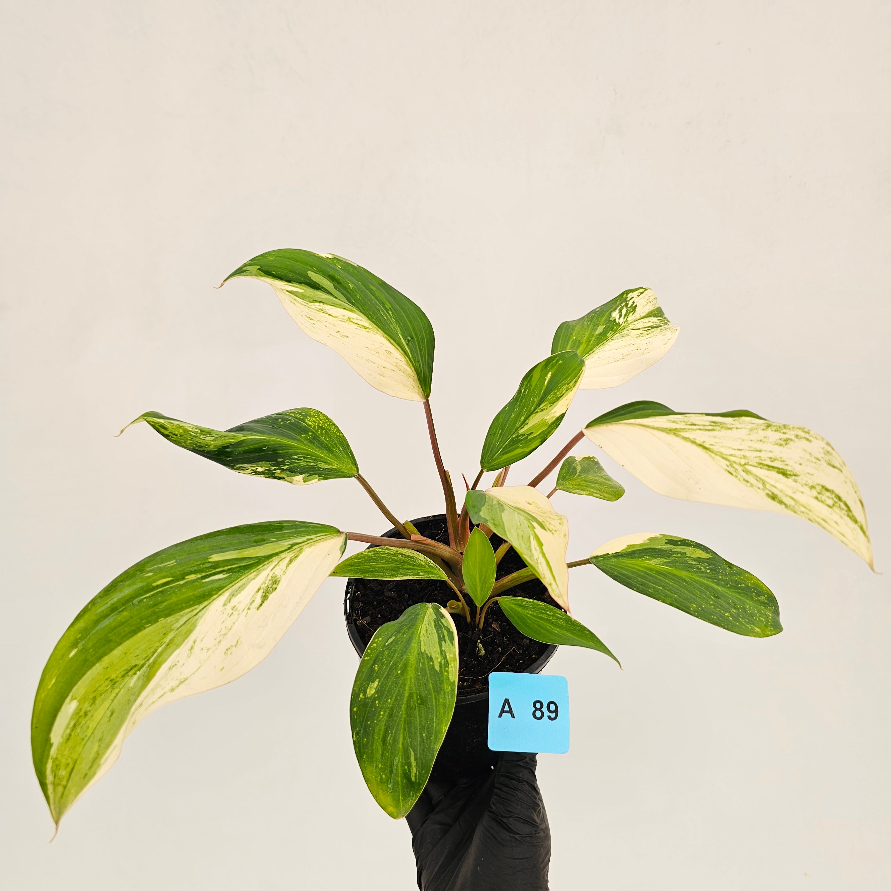 Homalomena 'Tropical Green' Variegata -sale