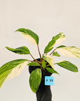 Homalomena 'Tropical Green' Variegata -sale