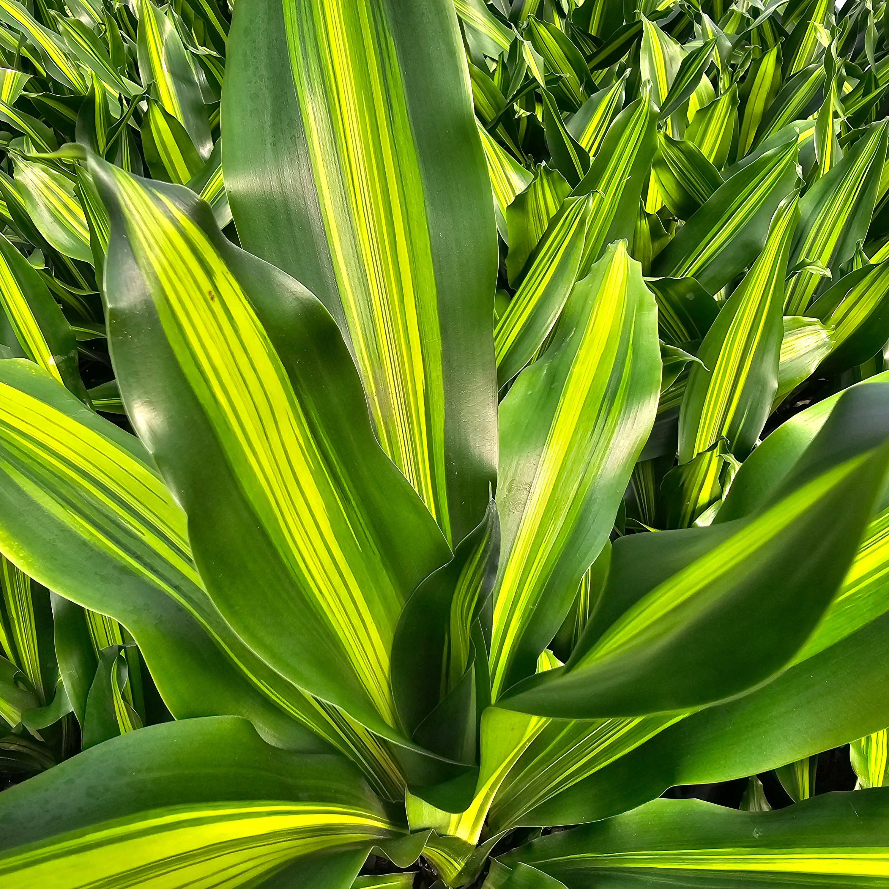 Dracaena fragrans Burley