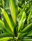 Dracaena fragrans Burley