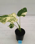 Monstera deliciosa Thai Constellation