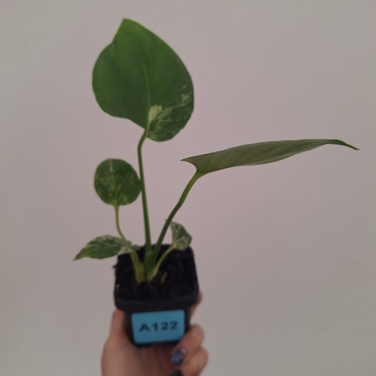 Monstera Deliciosa 'Bulbasaur' - 70mm