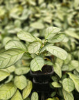 Ctenanthe burle marxii Amagris