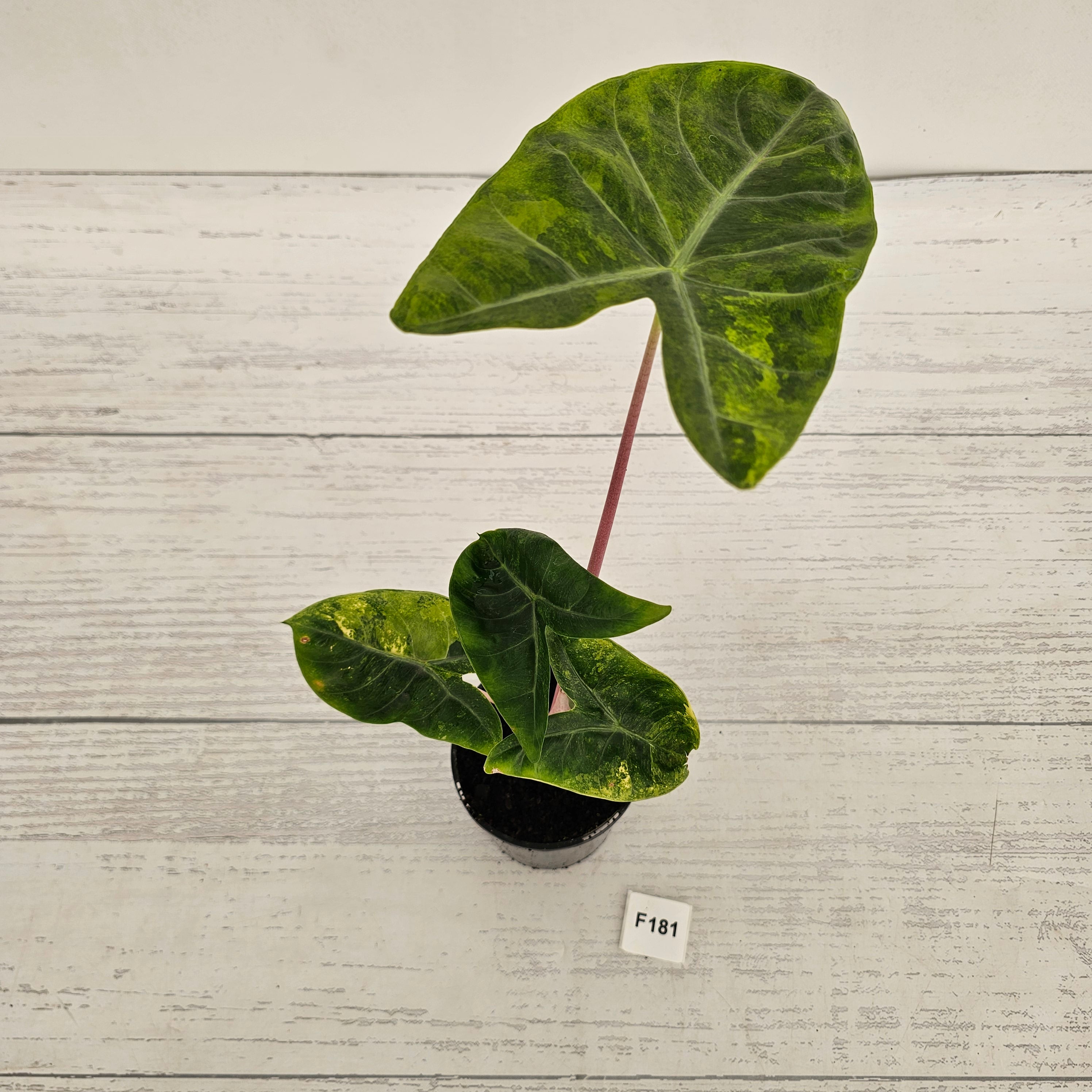 Alocasia 'Morocco' Variegated - SALE