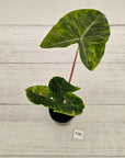 Alocasia 'Morocco' Variegated - SALE
