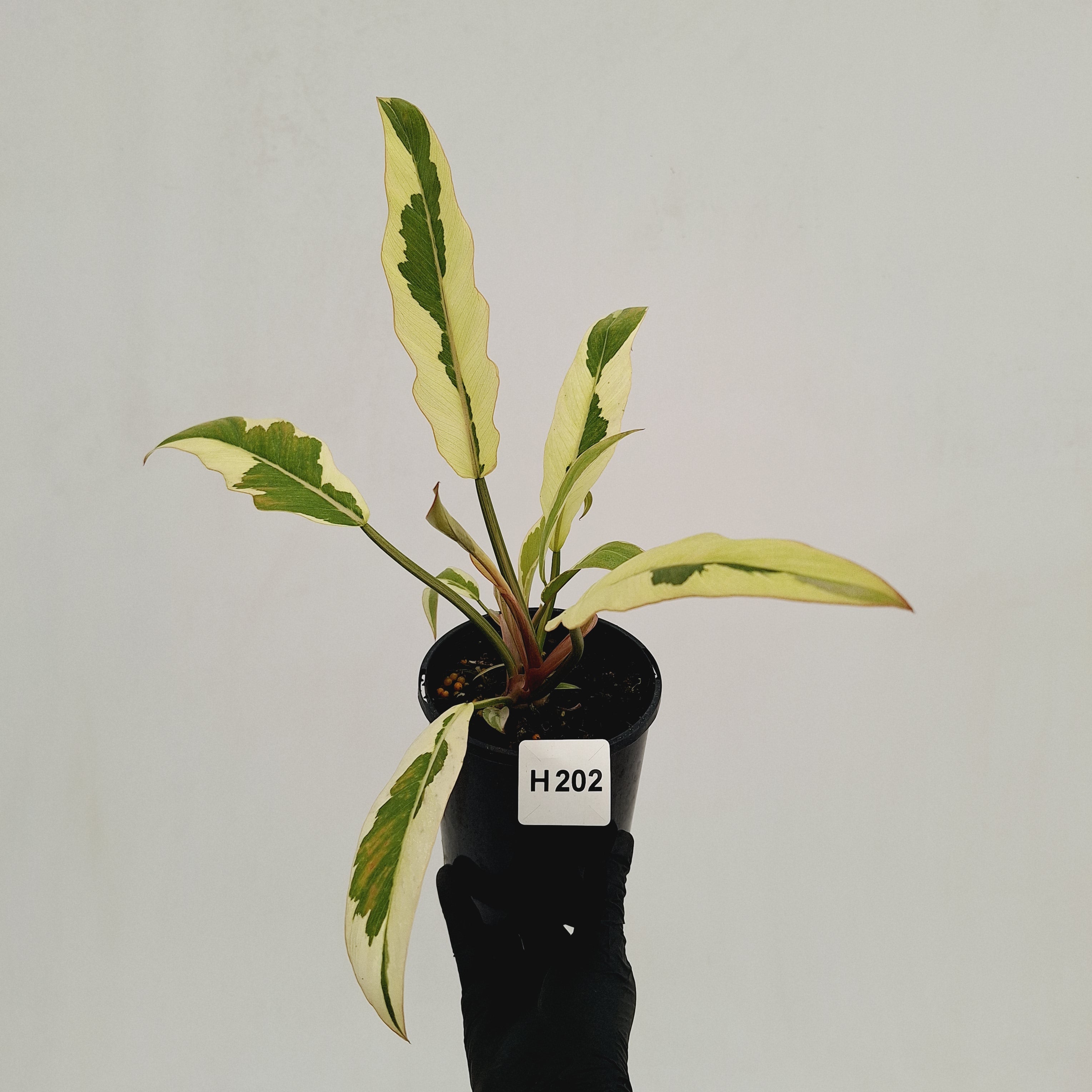Philodendron serratum Caramel Marble Albo