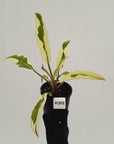 Philodendron serratum Caramel Marble Albo