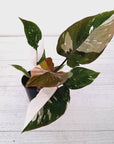 Philodendron erubescens Red Anderson
