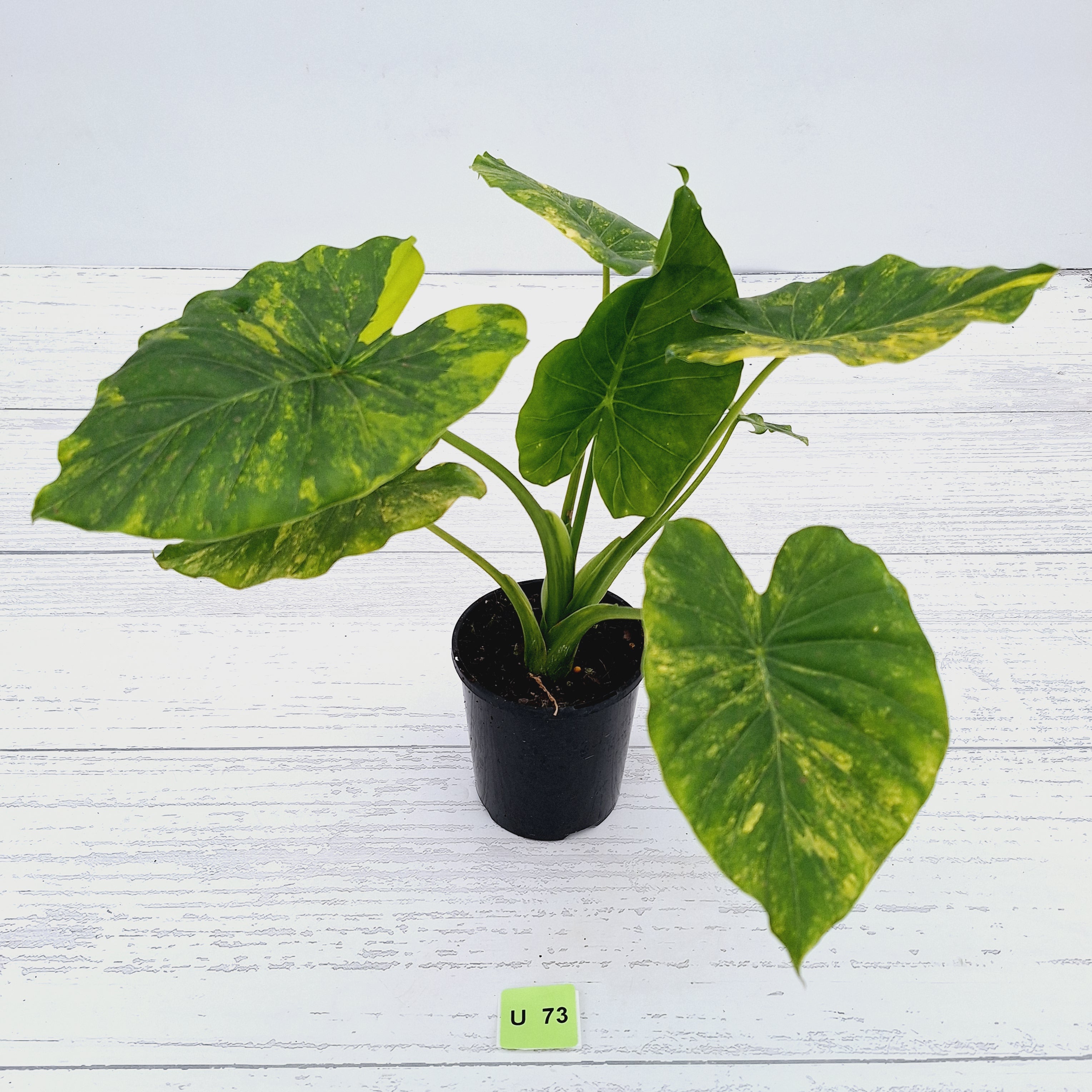 Alocasia Odora &#39;California Aurea Variegata&#39;