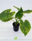 Alocasia Odora 'California Aurea Variegata'