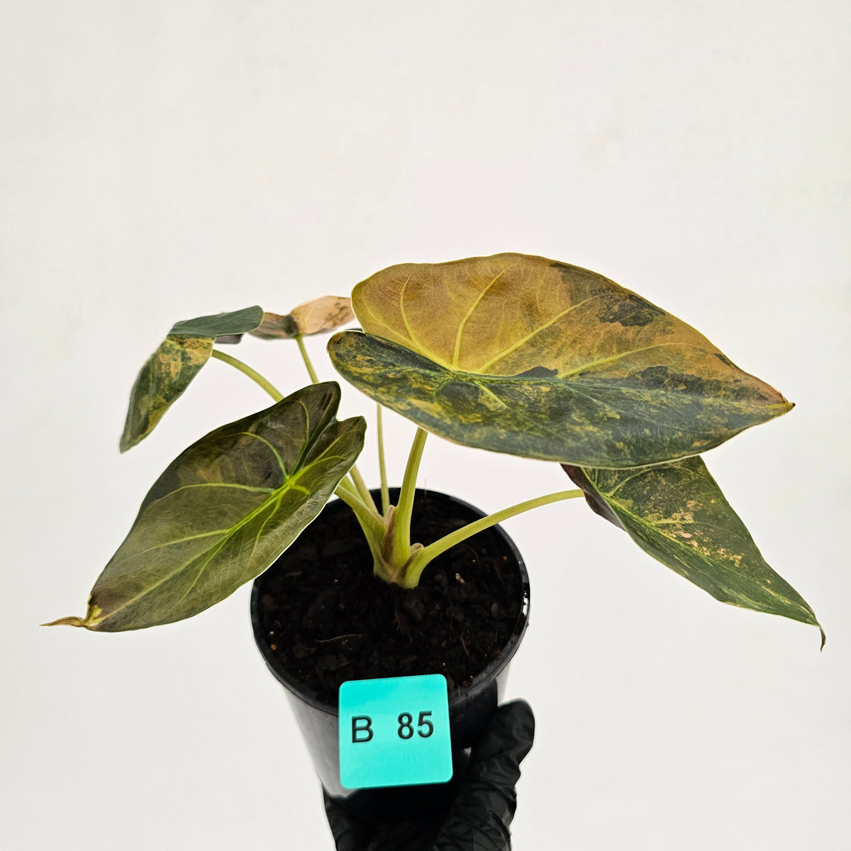 Alocasia ‘wentii’ Variegated - SALE