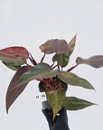 Philodendron 'Orange Princess' - FLASH SALE