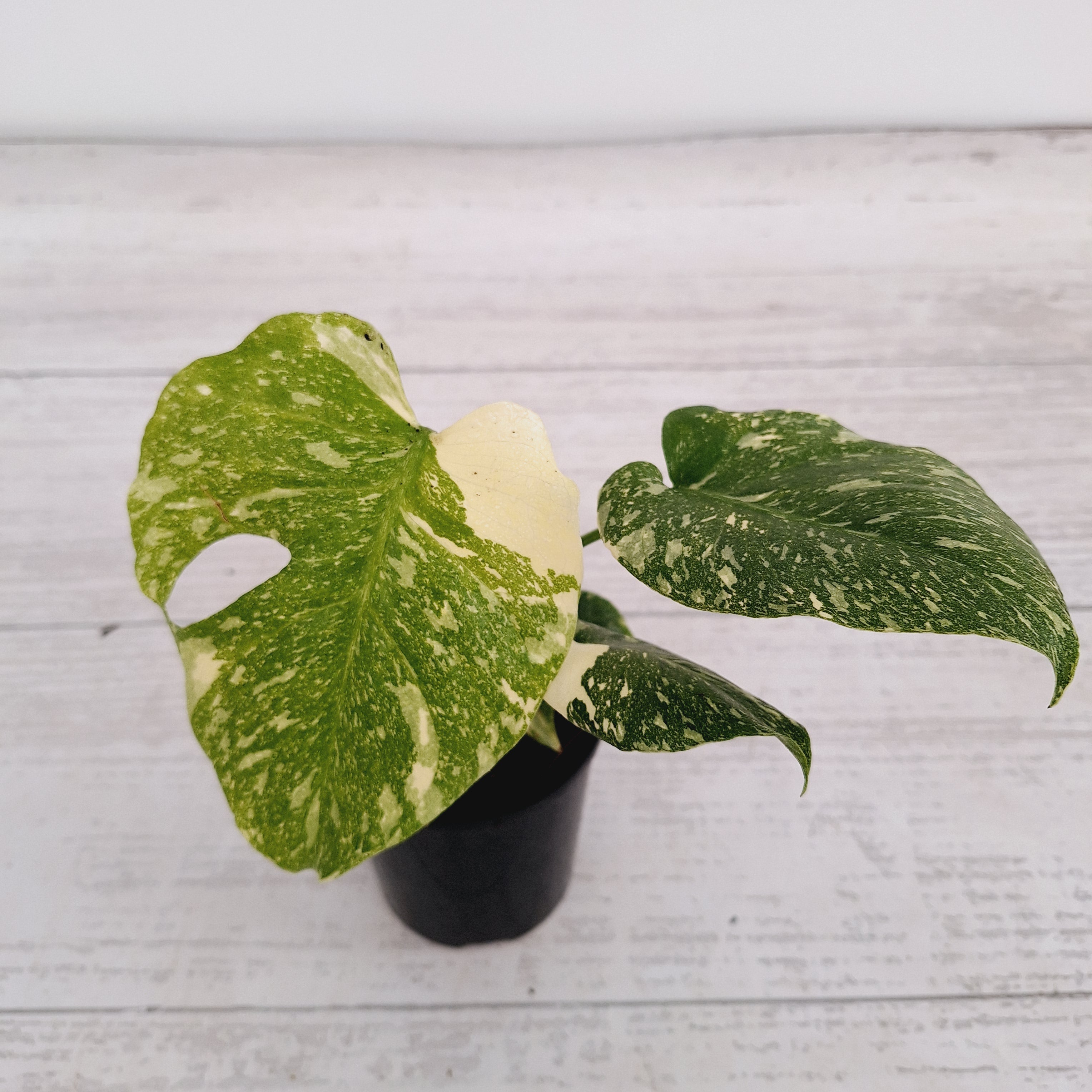 Monstera deliciosa Thai Constellation Sports