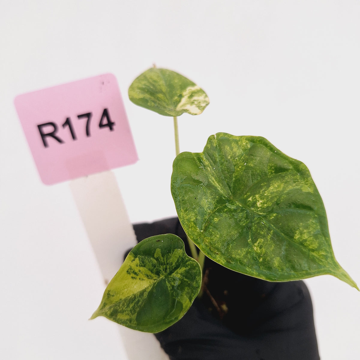 Alocasia Dragon Scale Aurea Variegata - Bare Bottom Baby