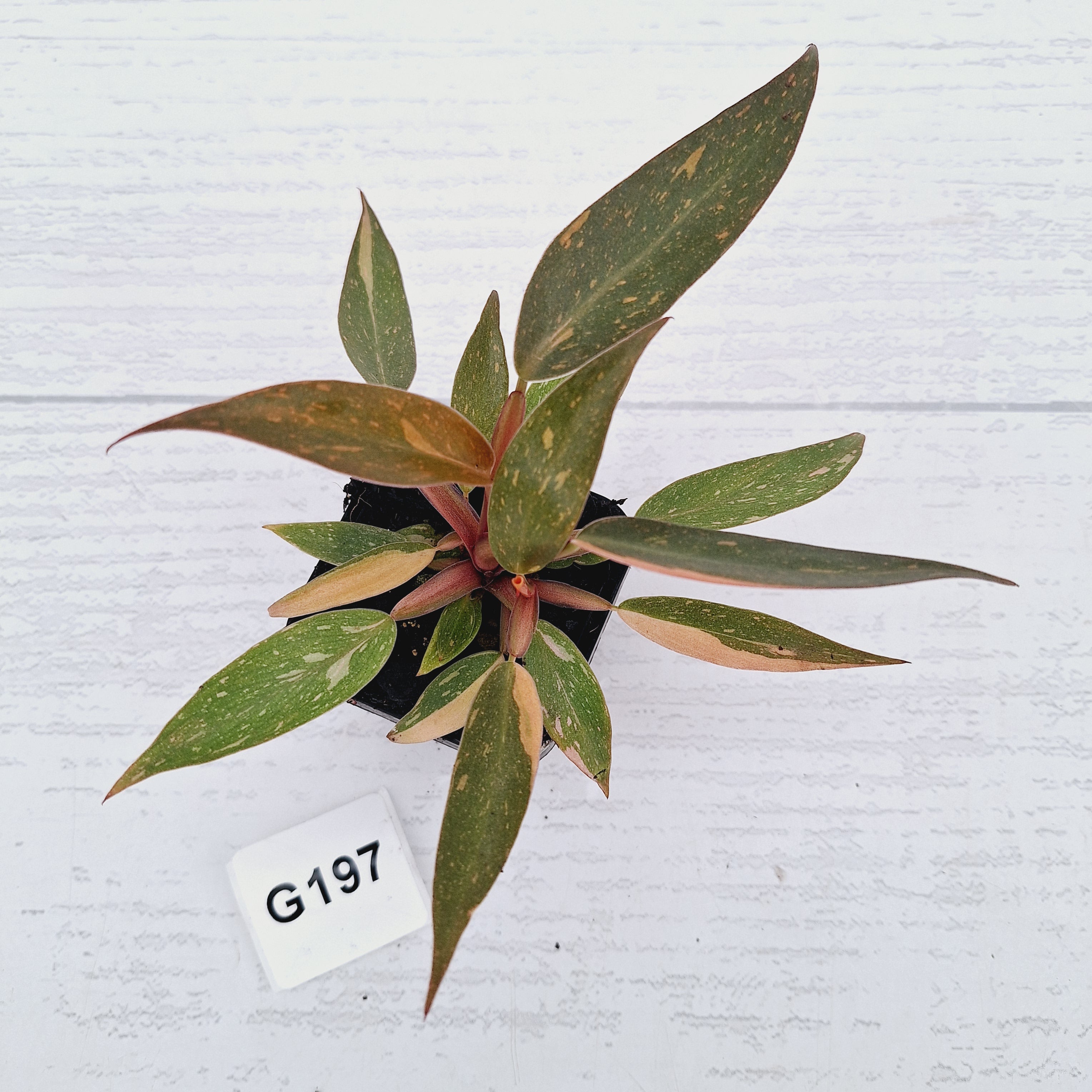 Philodendron 'Orange Princess'