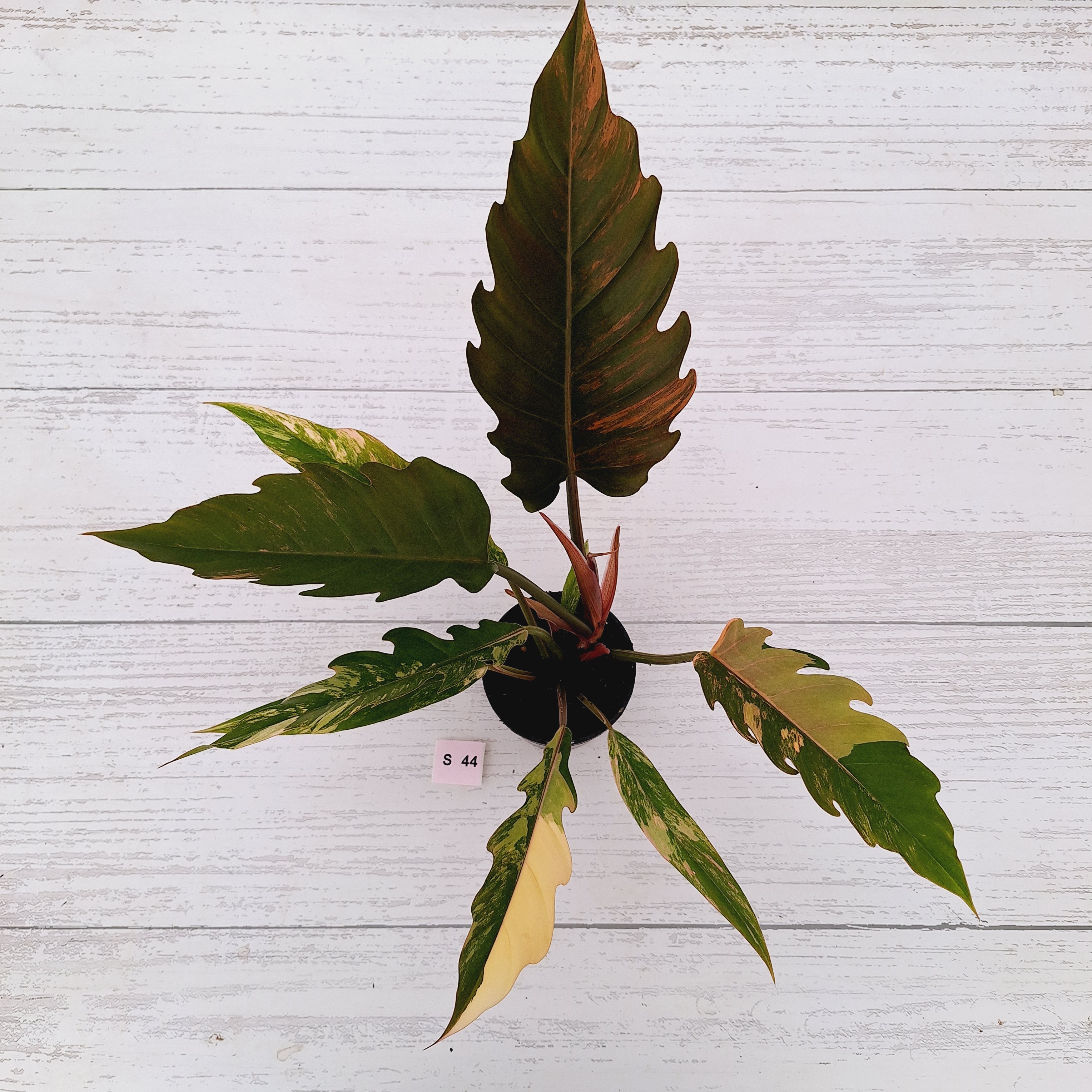 Philodendron serratum Caramel Marble