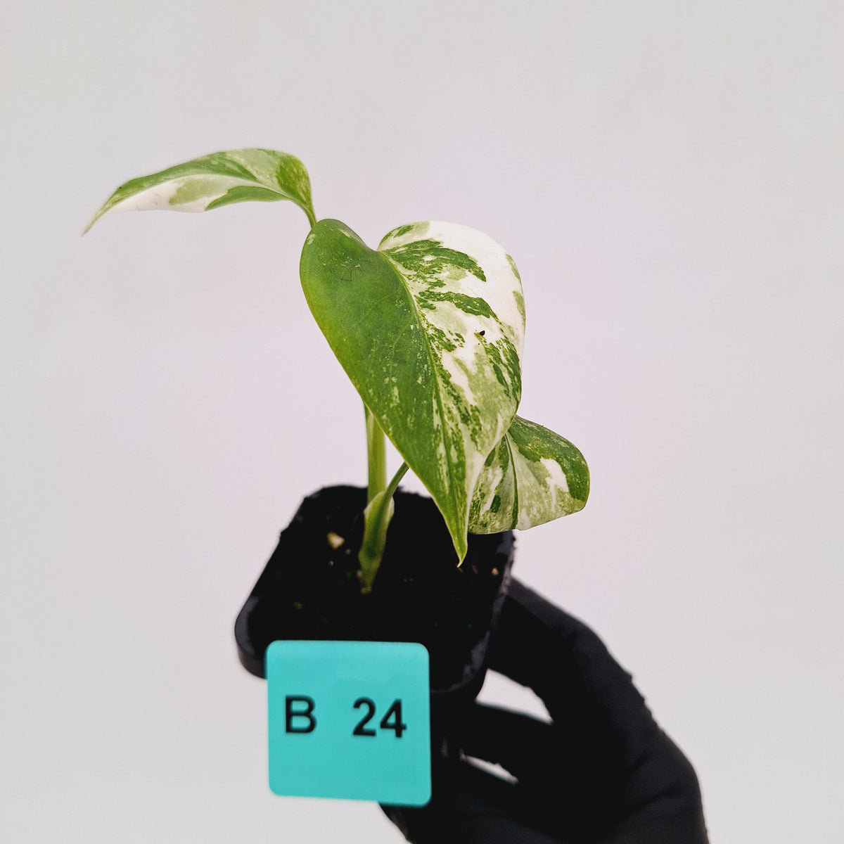 Monstera borsigiana 'Albo' - SALE