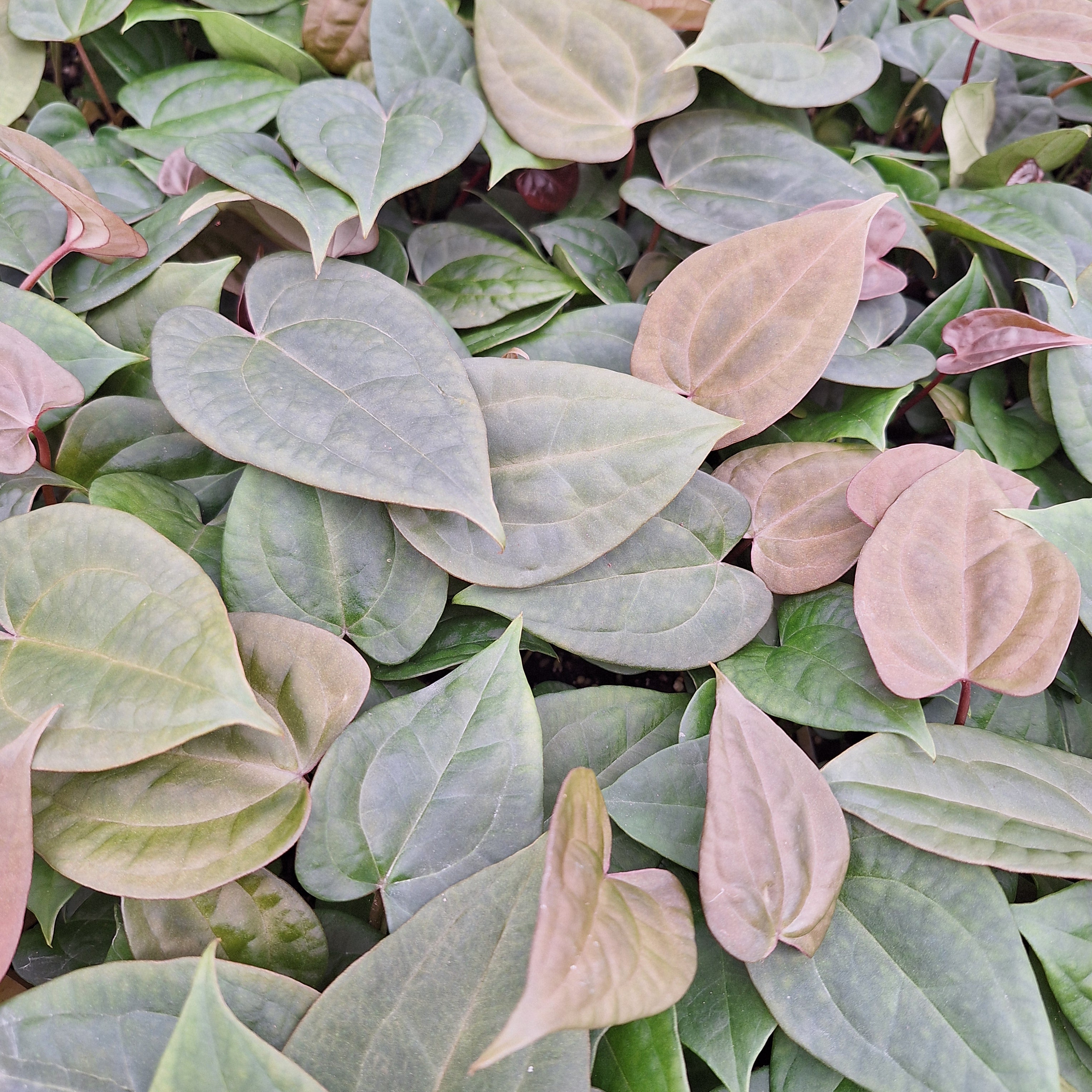 Anthurium Papillilaminum x Ace of Spades - Bare Bottom Baby