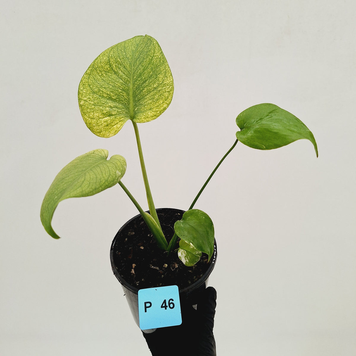 Monstera Deliciosa 'White Monster'